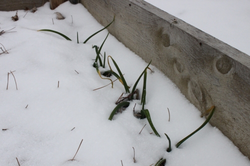 garlic_in_snow